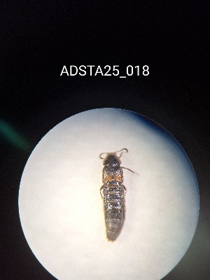  ( - ADSTA25_018)  @11 [ ] Unspecified (default): All Rights Reserved (2025) Dominik Rabl Unspecified