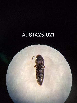  ( - ADSTA25_021)  @11 [ ] Unspecified (default): All Rights Reserved (2025) Dominik Rabl Unspecified