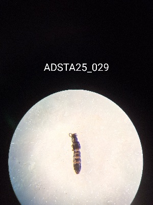  ( - ADSTA25_029)  @11 [ ] Unspecified (default): All Rights Reserved (2025) Dominik Rabl Unspecified