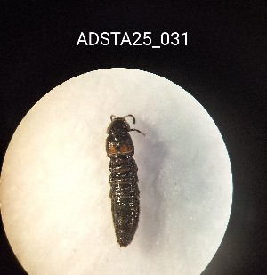  ( - ADSTA25_031)  @11 [ ] Unspecified (default): All Rights Reserved (2025) Dominik Rabl Unspecified