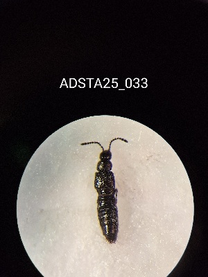  ( - ADSTA25_033)  @11 [ ] Unspecified (default): All Rights Reserved (2025) Dominik Rabl Unspecified