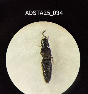  ( - ADSTA25_034)  @11 [ ] Unspecified (default): All Rights Reserved (2025) Dominik Rabl Unspecified