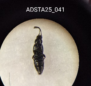  ( - ADSTA25_041)  @11 [ ] Unspecified (default): All Rights Reserved (2025) Dominik Rabl Unspecified