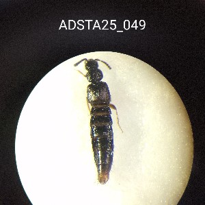  ( - ADSTA25_049)  @11 [ ] Unspecified (default): All Rights Reserved (2025) Dominik Rabl Unspecified