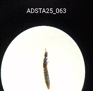  ( - ADSTA25_063)  @11 [ ] Unspecified (default): All Rights Reserved (2025) Dominik Rabl Unspecified