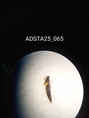  ( - ADSTA25_065)  @11 [ ] Unspecified (default): All Rights Reserved (2025) Dominik Rabl Unspecified