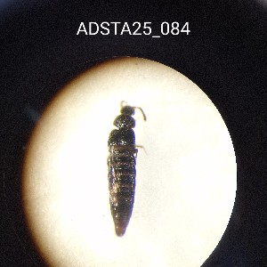  ( - ADSTA25_084)  @11 [ ] Unspecified (default): All Rights Reserved (2025) Dominik Rabl Unspecified