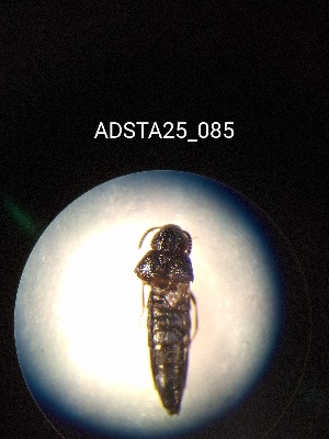  ( - ADSTA25_085)  @11 [ ] Unspecified (default): All Rights Reserved (2025) Dominik Rabl Unspecified