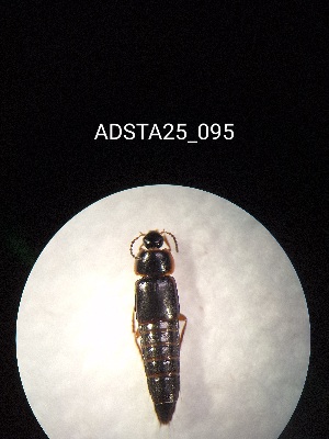  ( - ADSTA25_095)  @11 [ ] Unspecified (default): All Rights Reserved (2025) Dominik Rabl Unspecified