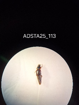  ( - ADSTA25_113)  @11 [ ] Unspecified (default): All Rights Reserved (2025) Dominik Rabl Unspecified