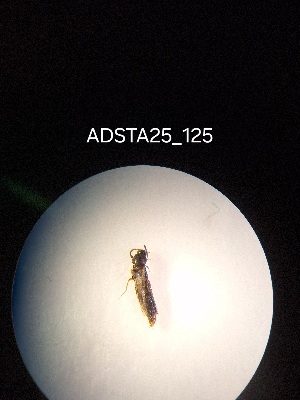  ( - ADSTA25_125)  @11 [ ] Unspecified (default): All Rights Reserved (2025) Dominik Rabl Unspecified