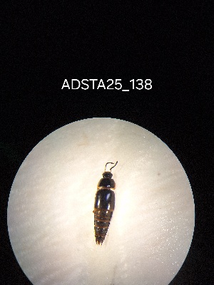  ( - ADSTA25_138)  @11 [ ] Unspecified (default): All Rights Reserved (2025) Dominik Rabl Unspecified