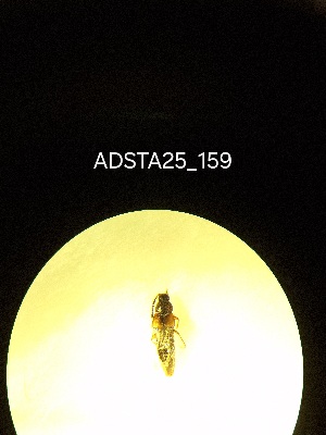  ( - ADSTA25_159)  @11 [ ] Unspecified (default): All Rights Reserved (2025) Dominik Rabl Unspecified