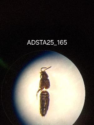  ( - ADSTA25_165)  @11 [ ] Unspecified (default): All Rights Reserved (2025) Dominik Rabl Unspecified