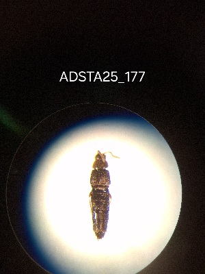  ( - ADSTA25_177)  @11 [ ] Unspecified (default): All Rights Reserved (2025) Dominik Rabl Unspecified