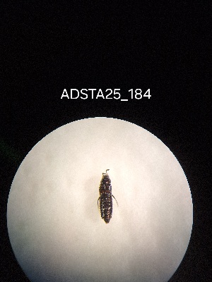  ( - ADSTA25_184)  @11 [ ] Unspecified (default): All Rights Reserved (2025) Dominik Rabl Unspecified