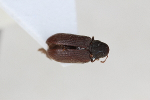  (Hemicoelus rufipennis - ABOL-24-0998)  @11 [ ] Unspecified (default): All Rights Reserved (2024) Sebastian Ploner Unspecified