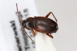  (Choleva cisteloides - ABOL-24-0944)  @11 [ ] Unspecified (default): All Rights Reserved (2024) Sebastian Ploner Unspecified