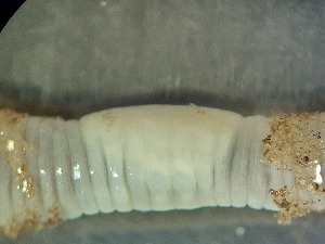  ( - ABOL-25-0309)  @11 [ ] Unspecified (default): All Rights Reserved (2025) Edith Gruber Unspecified