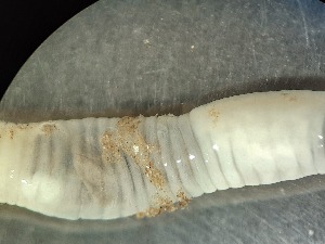  ( - ABOL-25-0309)  @11 [ ] Unspecified (default): All Rights Reserved (2025) Edith Gruber Unspecified