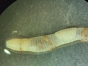  ( - ABOL-25-0309)  @11 [ ] Unspecified (default): All Rights Reserved (2025) Edith Gruber Unspecified