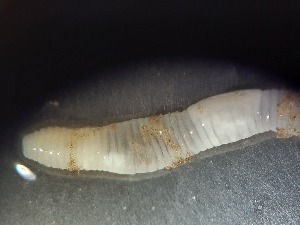  ( - ABOL-25-0309)  @11 [ ] Unspecified (default): All Rights Reserved (2025) Edith Gruber Unspecified