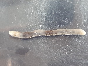  ( - ABOL-25-0309)  @11 [ ] Unspecified (default): All Rights Reserved (2025) Edith Gruber Unspecified