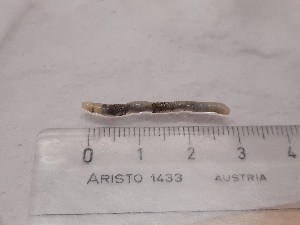  ( - ABOL-25-0309)  @11 [ ] Unspecified (default): All Rights Reserved (2025) Edith Gruber Unspecified