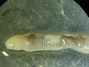  ( - ABOL-25-0352)  @11 [ ] Unspecified (default): All Rights Reserved (2025) Edith Gruber Unspecified