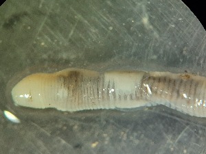  ( - ABOL-25-0352)  @11 [ ] Unspecified (default): All Rights Reserved (2025) Edith Gruber Unspecified