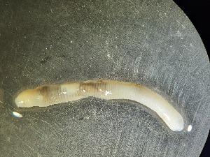  ( - ABOL-25-0352)  @11 [ ] Unspecified (default): All Rights Reserved (2025) Edith Gruber Unspecified