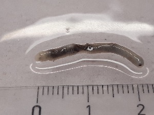  ( - ABOL-25-0352)  @11 [ ] Unspecified (default): All Rights Reserved (2025) Edith Gruber Unspecified