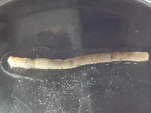  ( - ABOL-25-0359)  @11 [ ] Unspecified (default): All Rights Reserved (2025) Edith Gruber Unspecified