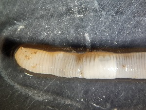  ( - ABOL-25-0359)  @11 [ ] Unspecified (default): All Rights Reserved (2025) Edith Gruber Unspecified