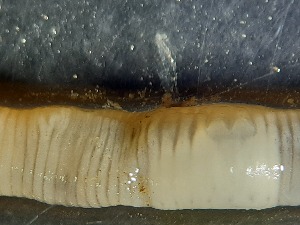  ( - ABOL-25-0359)  @11 [ ] Unspecified (default): All Rights Reserved (2025) Edith Gruber Unspecified