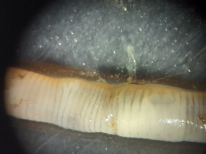  ( - ABOL-25-0359)  @11 [ ] Unspecified (default): All Rights Reserved (2025) Edith Gruber Unspecified