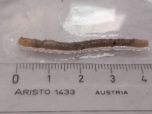  ( - ABOL-25-0359)  @11 [ ] Unspecified (default): All Rights Reserved (2025) Edith Gruber Unspecified