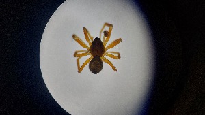  ( - ABOL-24-1342)  @11 [ ] Unspecified (default): All Rights Reserved (2025) Johannes Schall Unspecified