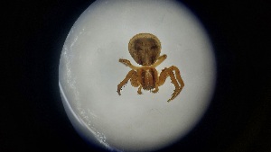  ( - ABOL-24-1344)  @11 [ ] Unspecified (default): All Rights Reserved (2025) Johannes Schall Unspecified