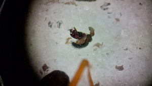  (Pardosa wagleri - ABOL-24-1347)  @11 [ ] Unspecified (default): All Rights Reserved (2025) Johannes Schall Unspecified