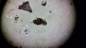  ( - ABOL-24-1347)  @11 [ ] Unspecified (default): All Rights Reserved (2025) Johannes Schall Unspecified