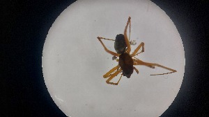  ( - ABOL-24-1347)  @11 [ ] Unspecified (default): All Rights Reserved (2025) Johannes Schall Unspecified