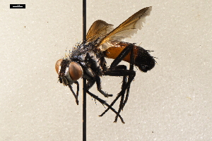  ( - NF-24-005)  @11 [ ] Unspecified (default): All Rights Reserved (2024) Natural history museum Vienna Unspecified