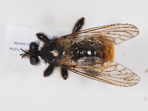  ( - NF-25-092)  @11 [ ] Unspecified (default): All Rights Reserved (2025) Naturhistorisches Museum Wien Unspecified