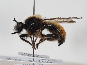  ( - NF-25-092)  @11 [ ] Unspecified (default): All Rights Reserved (2025) Naturhistorisches Museum Wien Unspecified