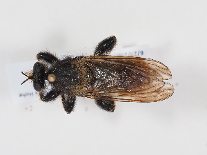  ( - NF-25-093)  @11 [ ] Unspecified (default): All Rights Reserved (2025) Naturhistorisches Museum Wien Unspecified