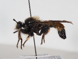  ( - NF-25-093)  @11 [ ] Unspecified (default): All Rights Reserved (2025) Naturhistorisches Museum Wien Unspecified