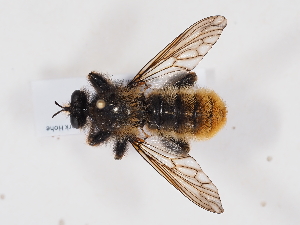  ( - NF-25-094)  @11 [ ] Unspecified (default): All Rights Reserved (2025) Naturhistorisches Museum Wien Unspecified