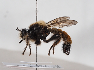  ( - NF-25-094)  @11 [ ] Unspecified (default): All Rights Reserved (2025) Naturhistorisches Museum Wien Unspecified