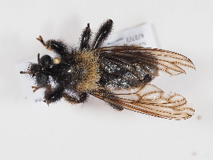  (Laphria ephippium - NF-25-100)  @11 [ ] Unspecified (default): All Rights Reserved (2025) Naturhistorisches Museum Wien Unspecified